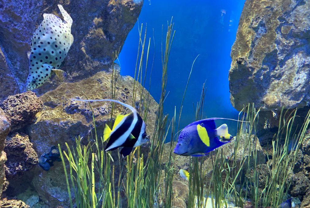 Offre CE Aquarium de Saint Malo