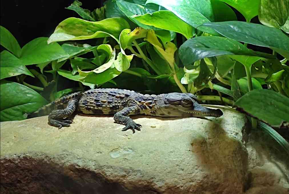 Offre CSE Biotropica