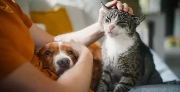 Offre CSE Animalis