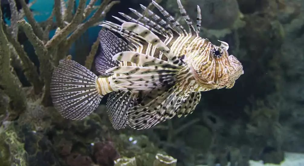 Offre CSE Aquarium des Tropiques