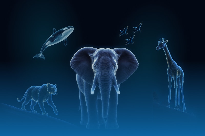 Offre CSE Hologram Zoo Paris