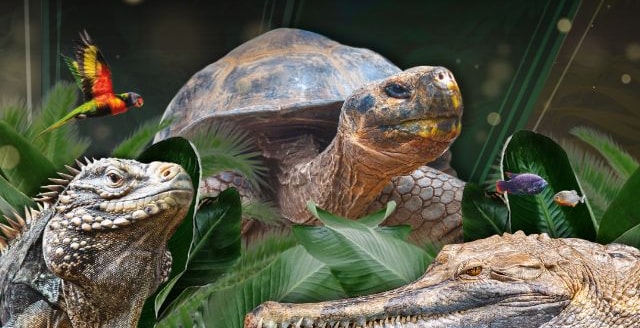 Offre CSE La Ferme aux Crocodiles