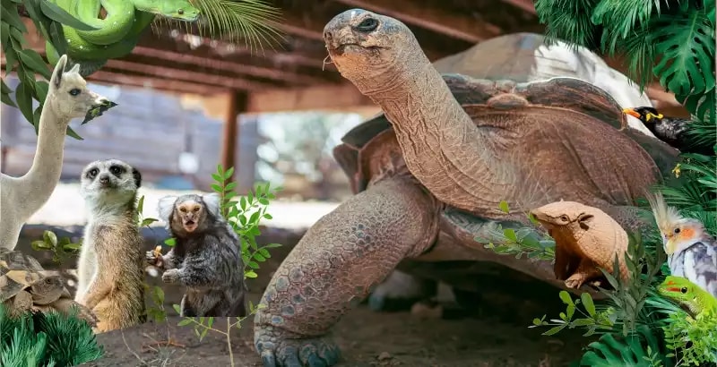 Offre CSE La Vallée des Tortues
