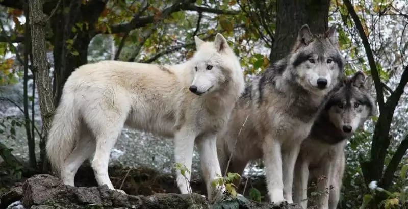 Offre CSE Parc des loups du Gévaudan