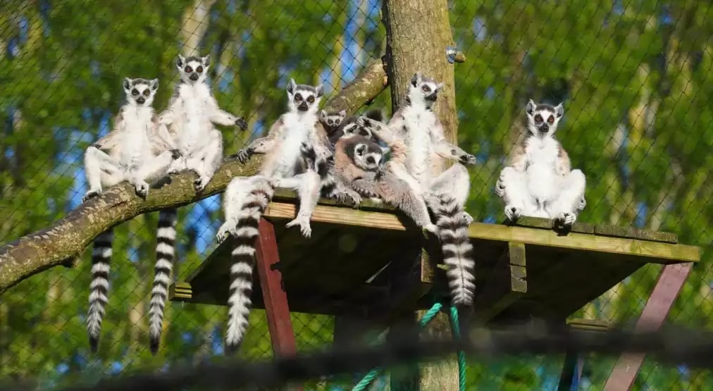 Offre CSE Parc Saint Leger - Parc Animalier