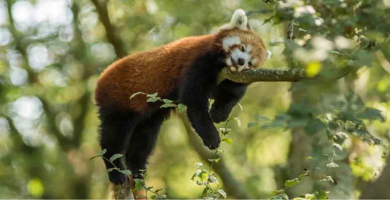 Offre CSE Parc Animalier de Sainte-Croix