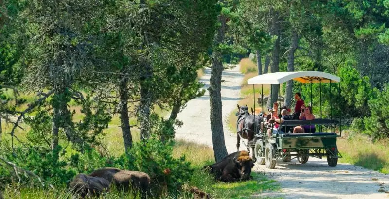 Offre CSE Réserve des Bisons d'Europe