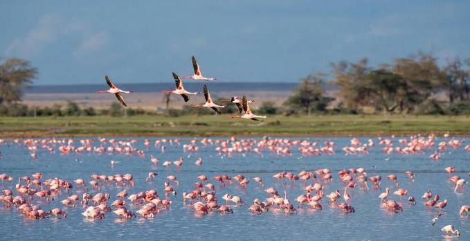 Offre CSE Safari Camargue Passion