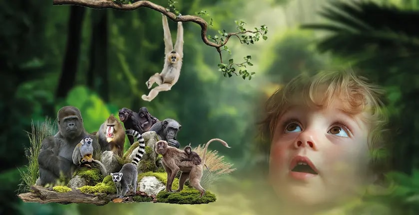 Offre CSE La vallée des singes