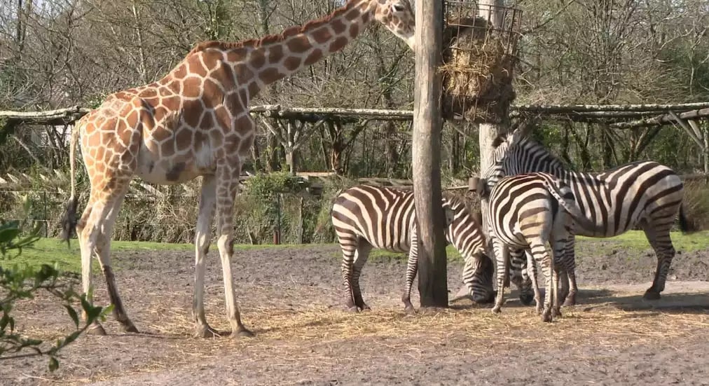 Offre CSE Zoo de Bordeaux Pessac
