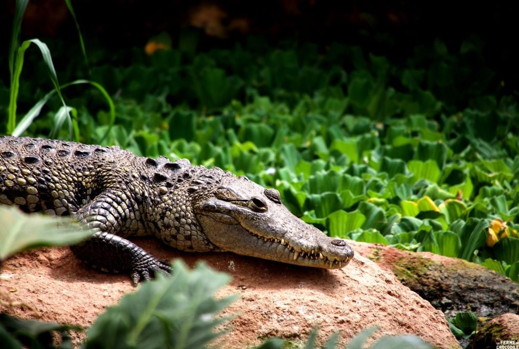 Offre CSE La Ferme aux Crocodiles