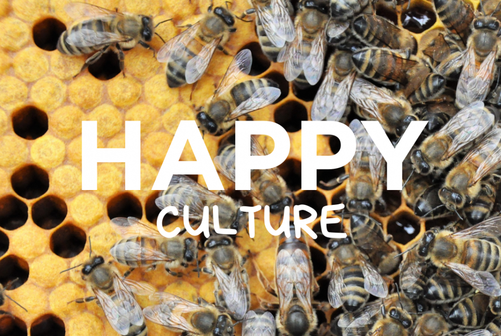 Offre CE Découvrez l'apiculture