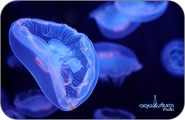 Aquarium de Paris : Entrée Adulte
